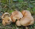 Suillus_bovinus_am1418