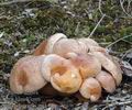 Suillus_bovinus_am1440