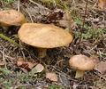 Suillus_collinitus_be3893