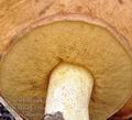 Suillus_collinitus_be3938