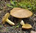 Suillus_collinitus_be3944