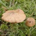 Suillus_flavidus_ag1815