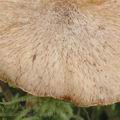 Suillus_flavidus_ag1817