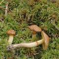 Suillus_flavidus_ag1829