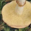 Suillus_flavidus_ag1838