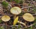 Suillus_flavidus_bi3348