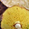 Suillus_flavidus_bi3353