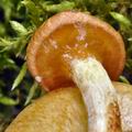 Suillus_flavidus_bi3364