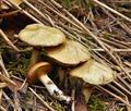 Suillus_flavidus_bi3367