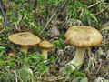 Suillus_flavidus_bs7253