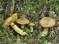 Suillus_flavidus_bs7255