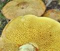 Suillus_flavidus_bs7261