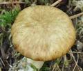 Suillus_flavidus_bs7263