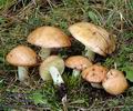 Suillus_granulatus_a7588