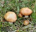 Suillus_granulatus_a7592