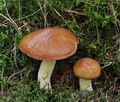 Suillus_granulatus_bo7415