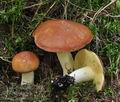 Suillus_granulatus_bo7419