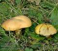 Suillus_grevillei_ac8953