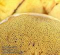 Suillus_grevillei_ac8958