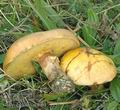 Suillus_grevillei_ac8963