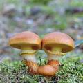 Suillus_grevillei_aj0737
