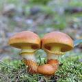 Suillus_grevillei_aj0737