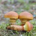 Suillus_grevillei_aj0744