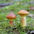 Suillus_grevillei_aj0754