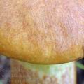 Suillus_grevillei_aj0767