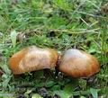 Suillus_luteus_am1382