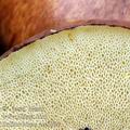 Suillus_luteus_am1386