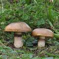 Suillus_luteus_be4133