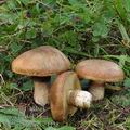 Suillus_luteus_be4138