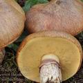 Suillus_luteus_be4139