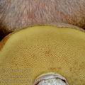 Suillus_luteus_be4142