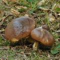 Suillus_luteus_be4354