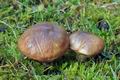 Suillus_luteus_cr9049