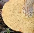 Suillus_placidus_ab9906