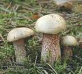 Suillus_placidus_ab9930