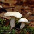 Suillus_placidus_al5172