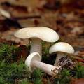 Suillus_placidus_al5176