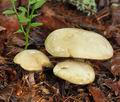 Suillus_placidus_bk5006