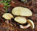 Suillus_placidus_bk5011