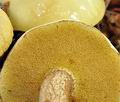 Suillus_placidus_bk5025