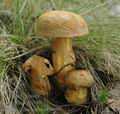 Suillus_variegatus_db0099