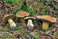 Suillus_variegatus_jd5084