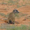 Suricata_suricatta_ed8816