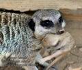 Suricata_suricatta_ka4351