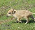 Sus_scrofa_dc7596
