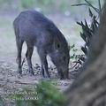 Sus_scrofa_fe0800